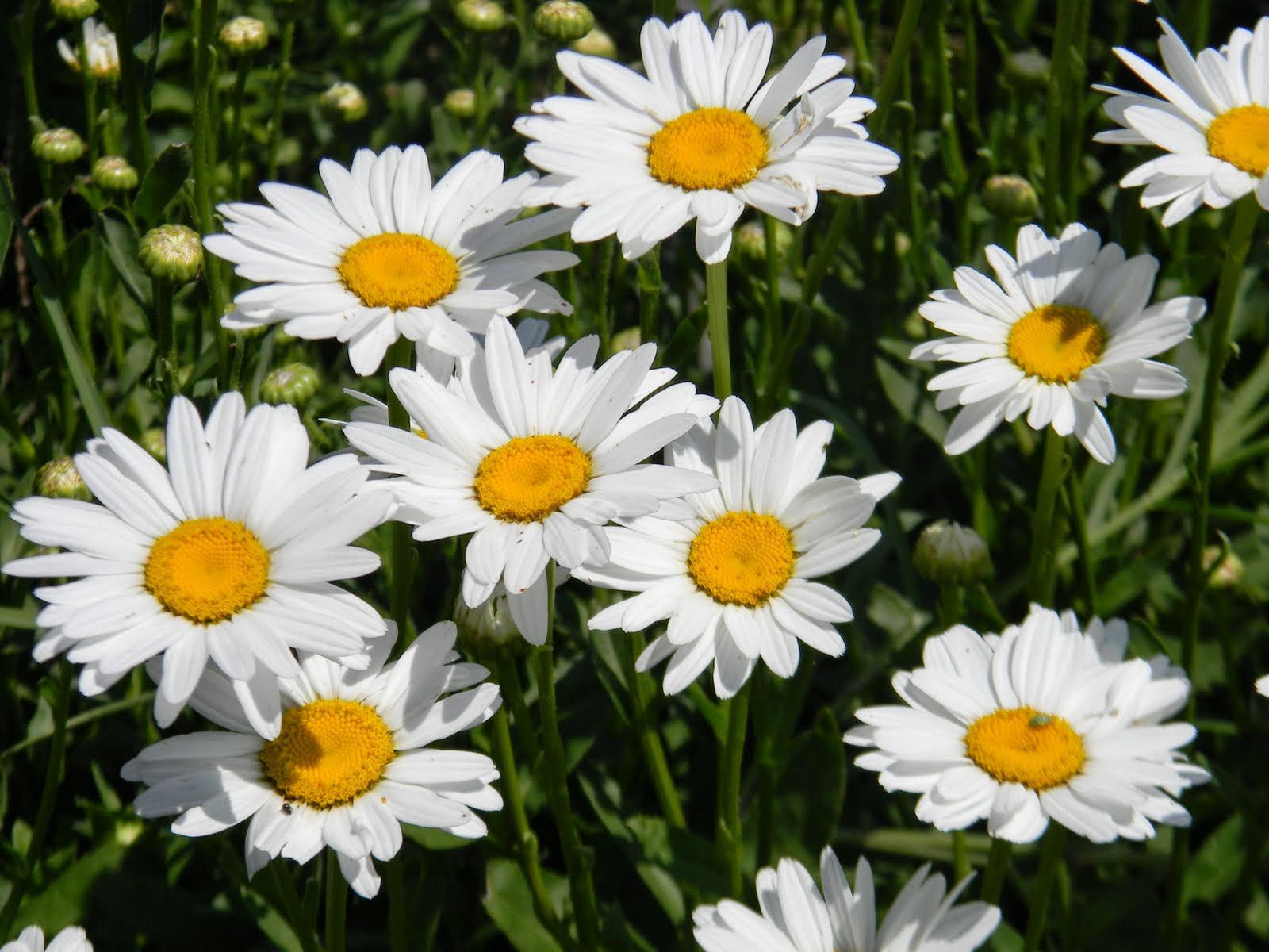 Summer Daisies