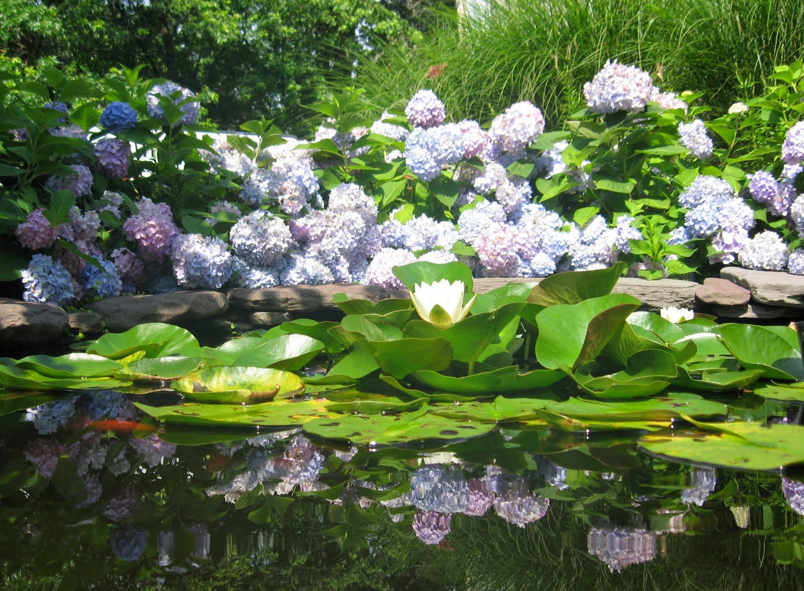 Hydrangeas heavy with bloom!